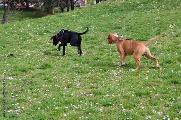 Obraz Beautiful black dog
