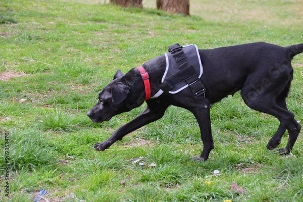 Obraz Beautiful black dog