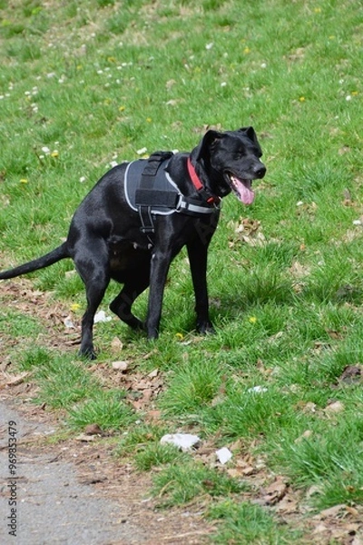 Obraz Beautiful black dog