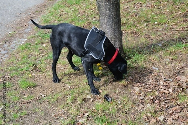 Obraz Beautiful black dog