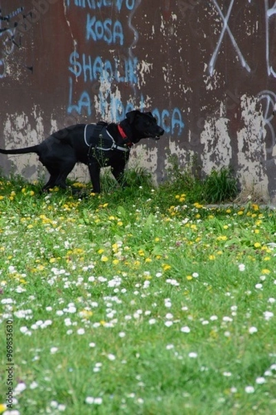 Obraz Beautiful black dog