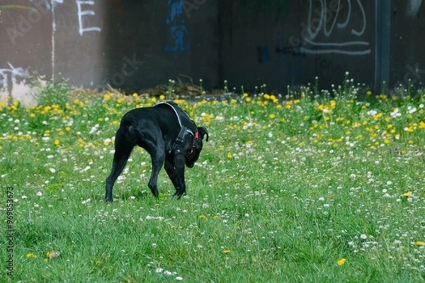 Obraz Beautiful black dog