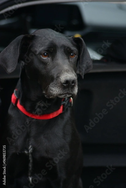 Obraz Beautiful black dog
