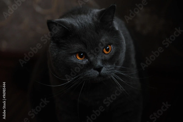 Fototapeta Бессонница