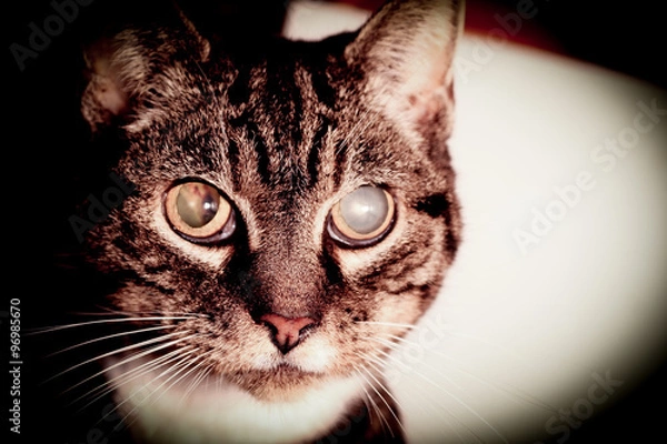 Fototapeta Cat Going Blind With Cataracts