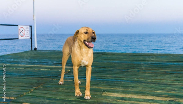 Fototapeta dog and the sea