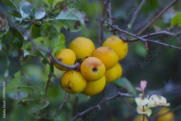 Fototapeta Поздняя осень
