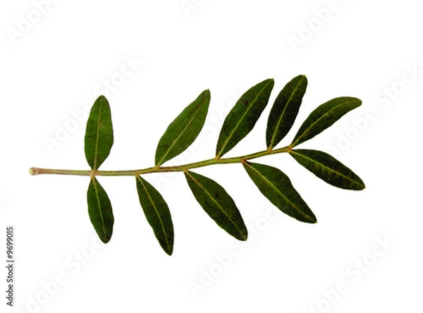 Fototapeta branche d'olivier