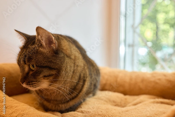 Fototapeta A Felidae cat with fur is lounging in a cozy cat bed