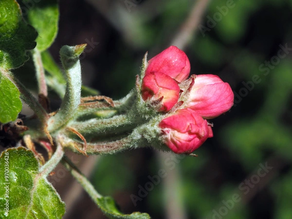Obraz Blooming decorative apple tree close-up. Floral background, spring purple flowers.
