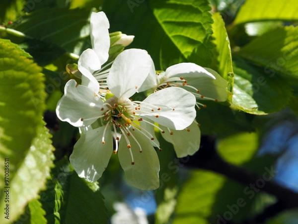 Obraz Plum, flower close-up. Floral background. Spring white flowers. The plum branch is covered with white flowers and young foliage. Plum blossom, macro.