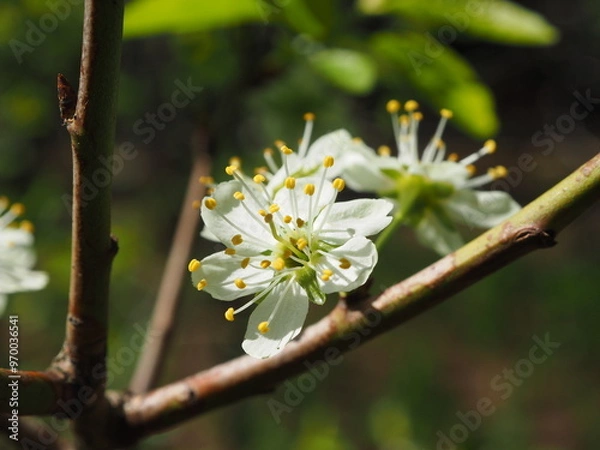 Obraz Plum, flower close-up. Floral background. Spring white flowers. The plum branch is covered with white flowers and young foliage. Plum blossom, macro.