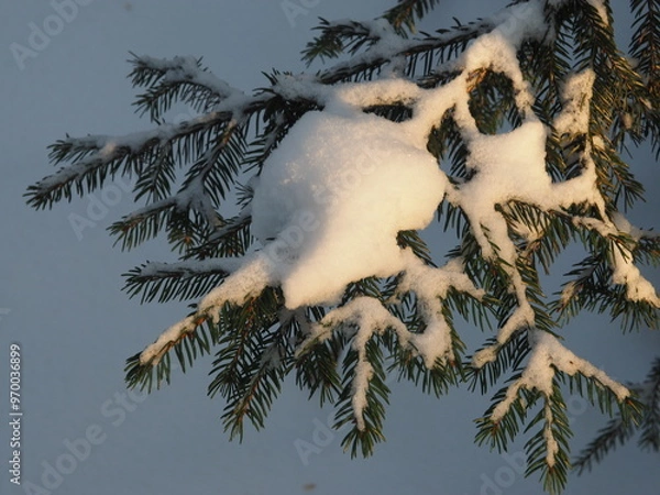 Obraz Spruce branches in the snow. Winter background. Christmas background.