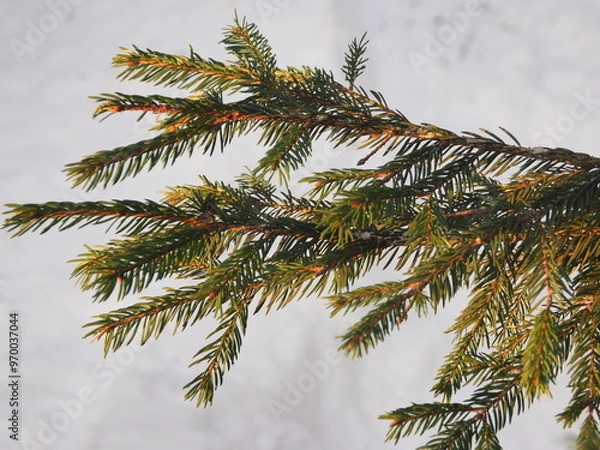 Obraz Spruce branches in the snow. Winter background. Christmas background.