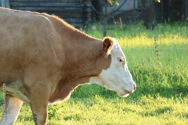 Fototapeta cow in a field