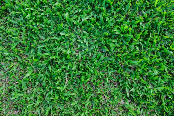 Fototapeta green grass