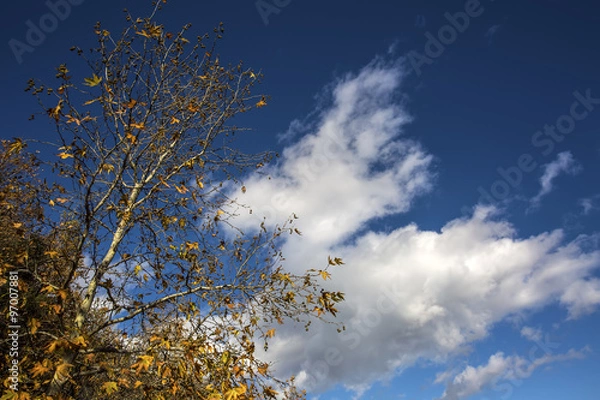 Obraz Sararmış Yapraklar