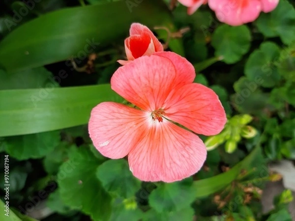 Fototapeta Close-up of a pink flower in a garden. Acercamiento de una flor de color rosa en un jardín. 289