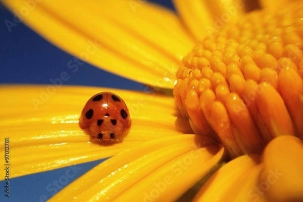 Fototapeta Makro zastrzeliła malutką biedronkę na Maxican Sunflower