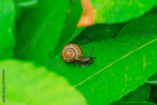 Fototapeta A close-up of a snail with a spiral shell navigating a vibrant green leaf