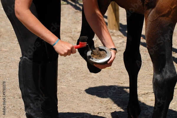 Obraz soin des pieds d'un cheval