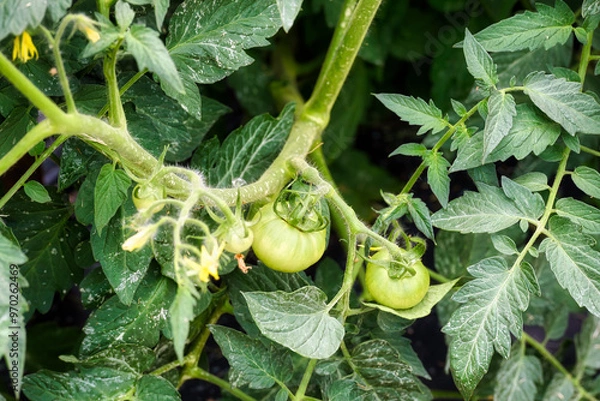 Obraz Green tomatoes on the vine in a garden.