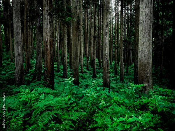 Obraz 長野県白馬の白樺の森