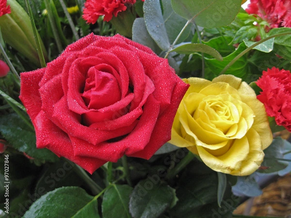 Obraz Rose rouge et jaune