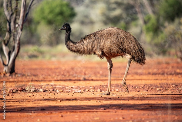 Fototapeta Emu in the Australian desert