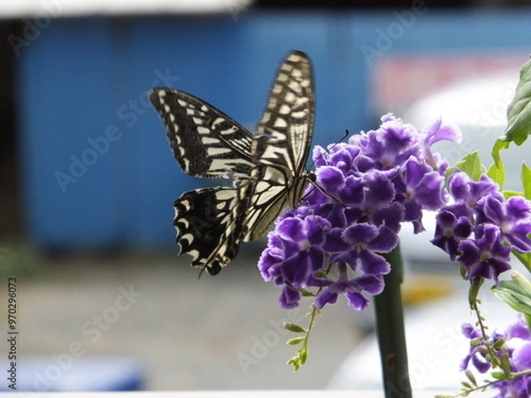 Fototapeta 毎年春から夏にかけてやつてくるアゲハ蝶