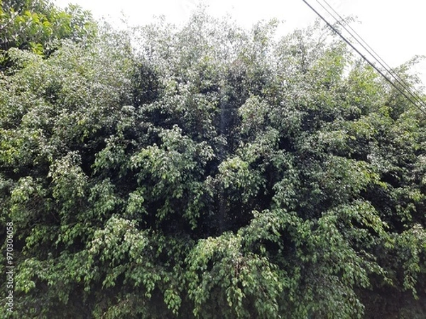 Obraz Trees in the city, Árboles en la ciudad 567