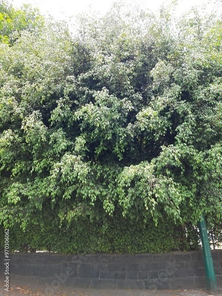 Obraz Trees in the city, Árboles en la ciudad 568