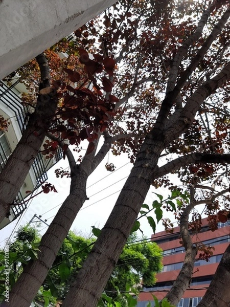 Obraz Trees in the city, Árboles en la ciudad 573