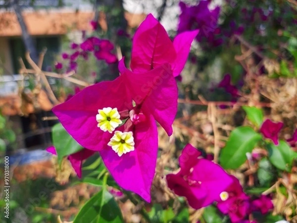 Obraz Purple flowers in the city, Flores de color morada en la ciudad 592