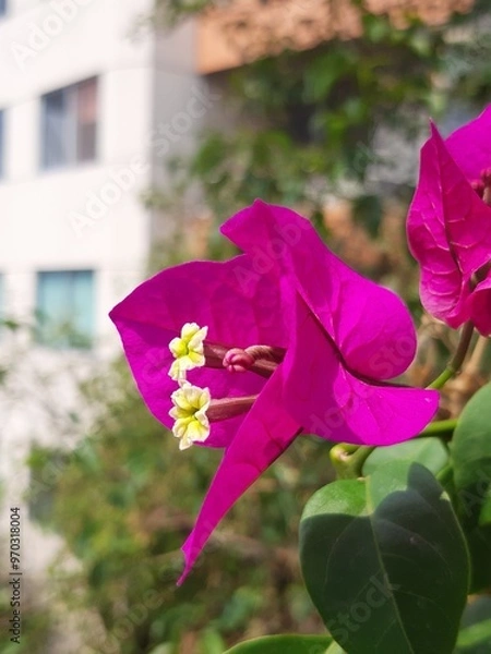 Obraz Purple flowers in the city, Flores de color morada en la ciudad 593