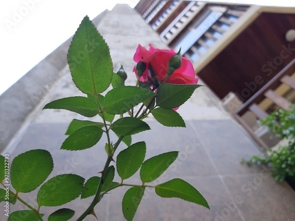 Obraz Purple flowers in the city, Flores de color morada en la ciudad 604