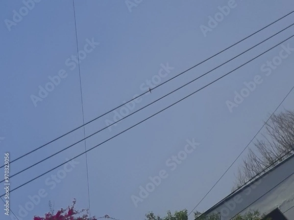 Obraz Bird perched on cables in the city sky, Pájaro posado sobre los cables en el cielo de la ciudad 622
