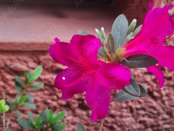Obraz Purple flower in a garden in the city, Flor morada en un jardín en la ciudad 672