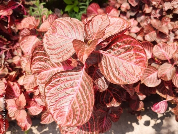 Obraz Red leaf, Hoja de color rojo 685