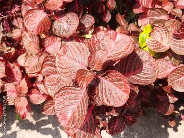 Obraz Red leaf, Hoja de color rojo 686