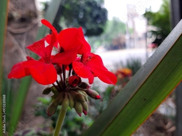Obraz Close-up of a red flower, Acercamiento de una flor de color rojo 699
