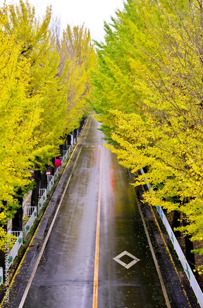 Fototapeta 雨の銀杏並木