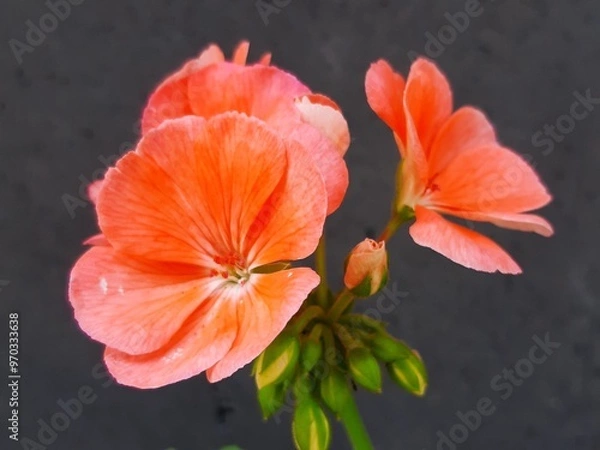 Obraz Close-up of an orange flower, Acercamiento de una flor de color naranja 738