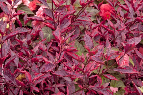 Obraz Feuilles rouges