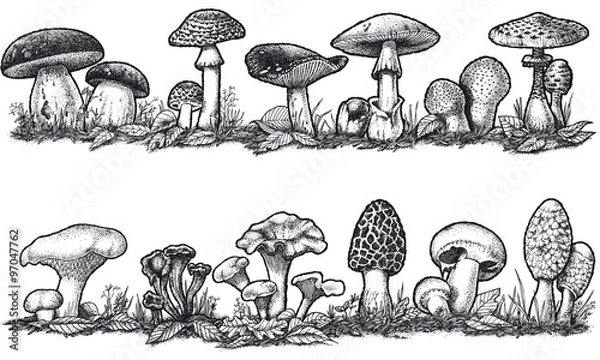 Obraz Czarne białe grzyby