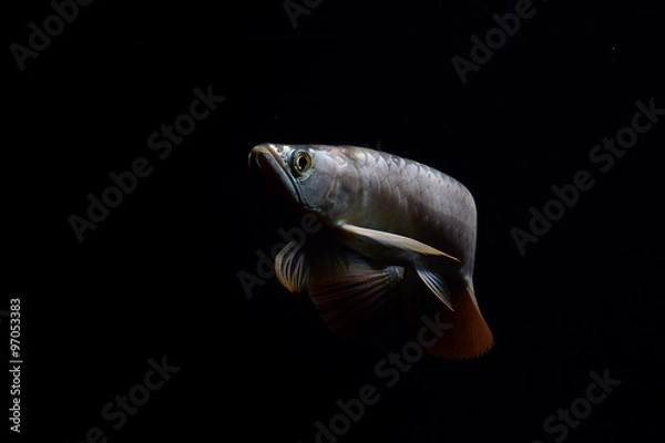 Fototapeta Arowana