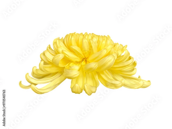 Obraz 黄色い菊の花