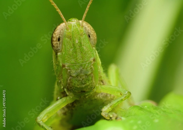 Obraz Grasshopper Macro close-up head shot