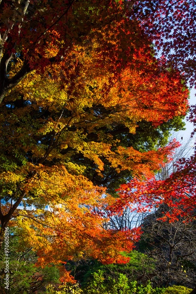 Fototapeta 日本の風景・秋　東京都北区　紅葉の旧古河庭園