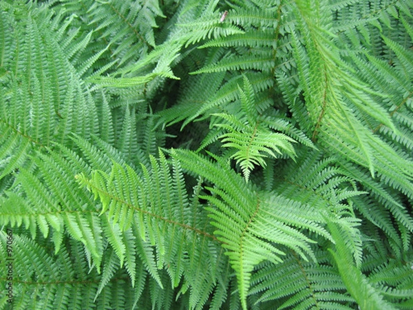 Fototapeta paprocie